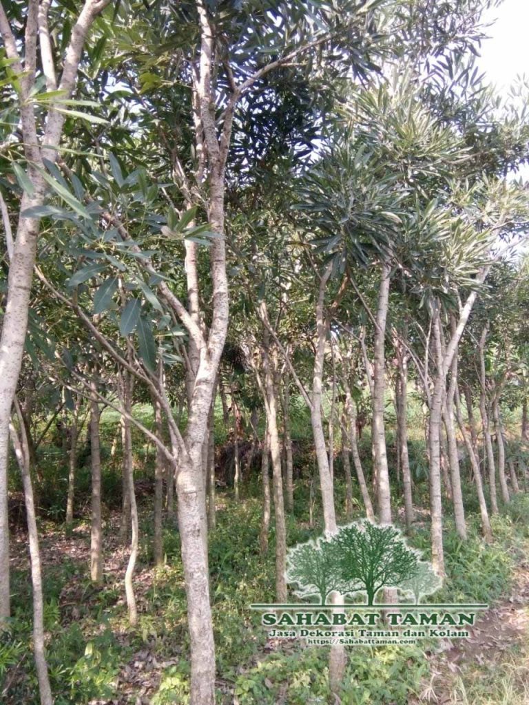 harga pohon tabebuya Tinggi 2-3 Meter