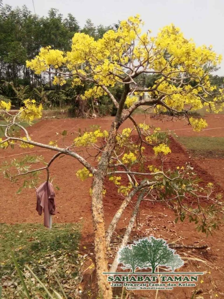 ual pohon tabebuya bunga kuning