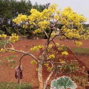 penjual pohon tabebuya bunga kuning