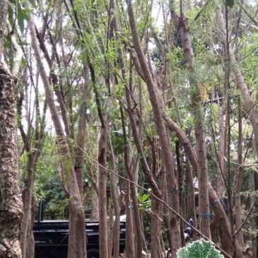Jual Pohon Liang Liu – Harga Tanaman liang Liu