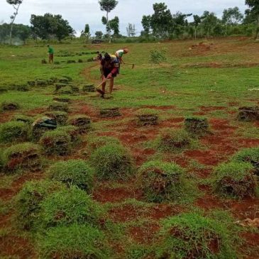 Tukang Rumput Tangerang Kota – Jual Rumput di Tangerang Kota
