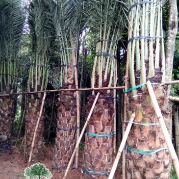 Jual Pohon Kurma di Bogor Harga Murah Tanaman kurma di Bogor