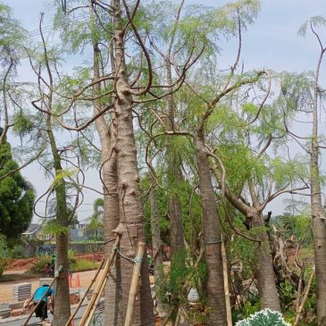 Jual Pohon Kelor Afrika Moringa Harga Murah