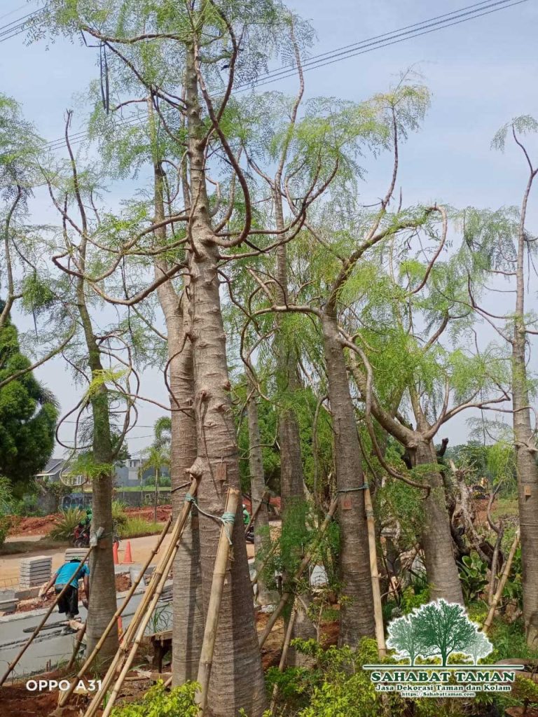 Tukang Pohon Kelor Africa