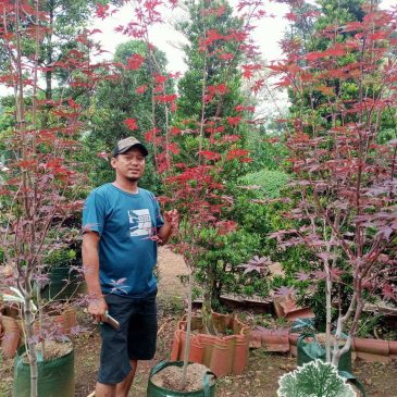 Jual Pohon Japanese Red Maple Harga Murah