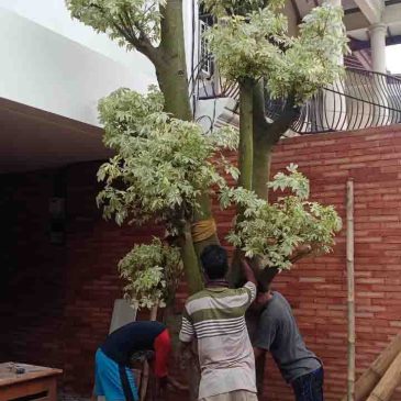 Jual Pohon Randu Varigata Murah Terbaru