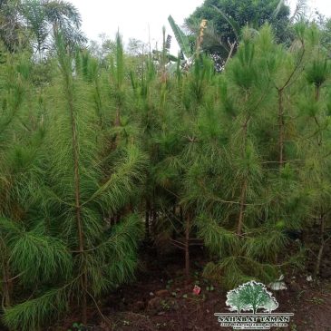 Jual Pohon Cemara Pines Harga Murah Siap Kirim