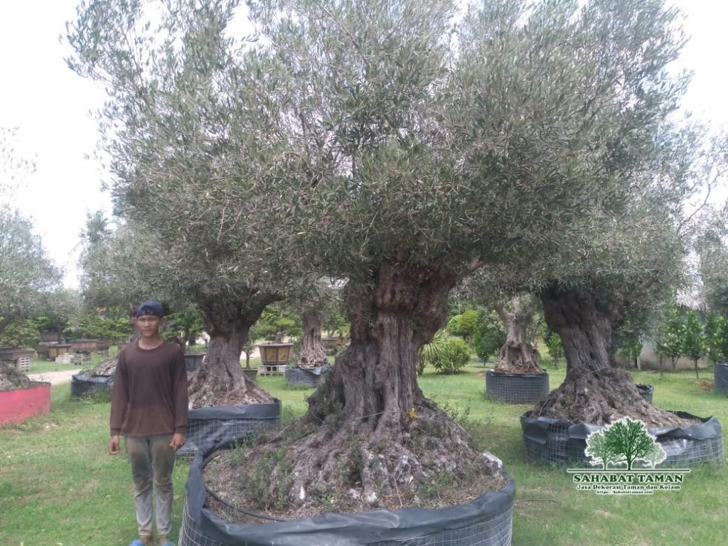Harga Pohon Zaitun