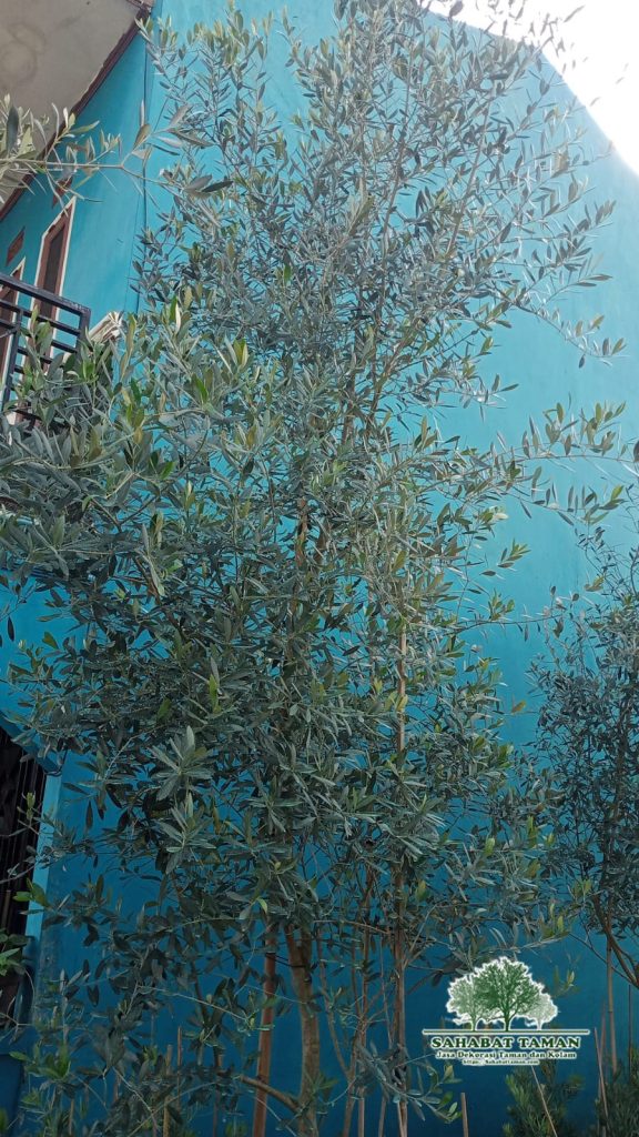 Jual Pohon Zaitun
