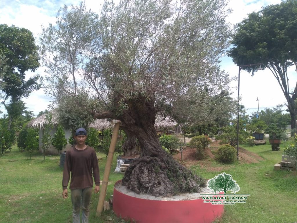 Jual Zaitun Olive Oil