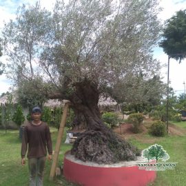 Jual Zaitun Olive Oil