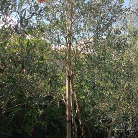 Jual pohon Olive