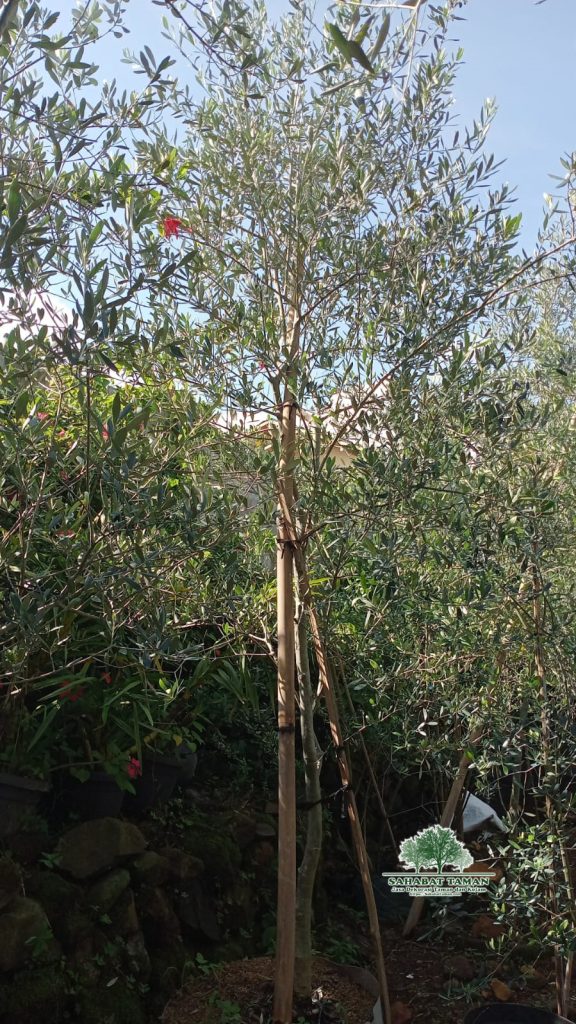 Jual pohon Olive
